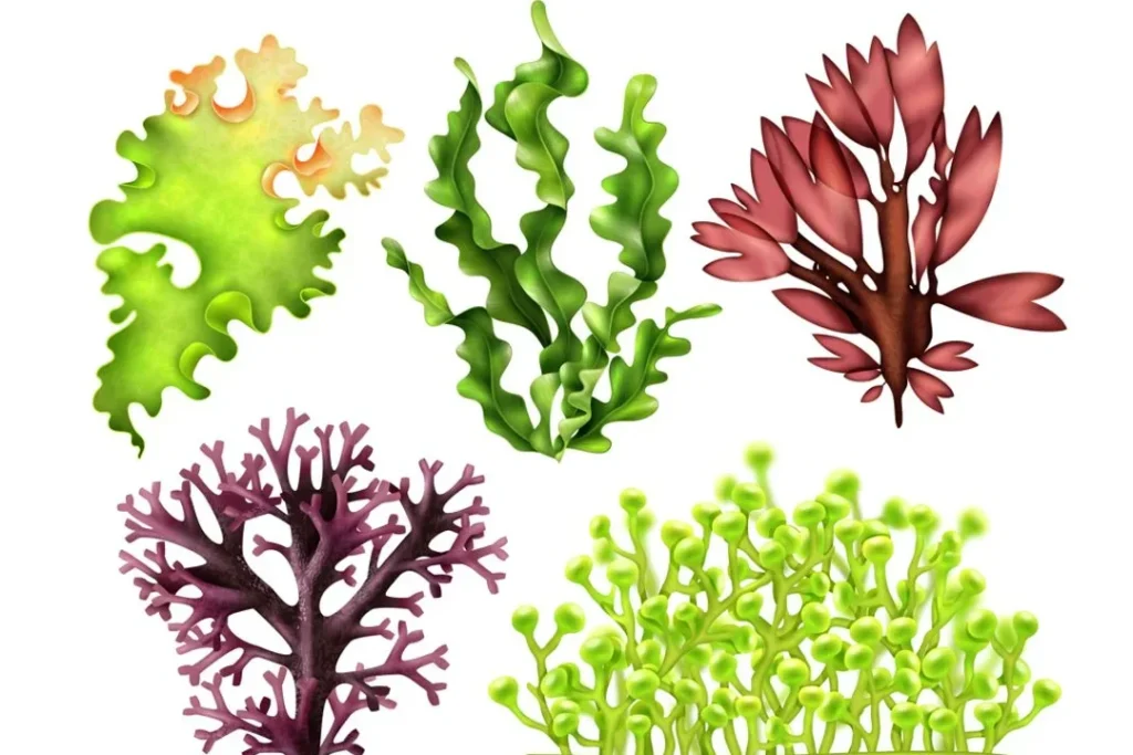 exemplos-de-algas-em-diferentes-habitats-e-suas-funcoes Exemplos de algas em diferentes habitats e suas funções