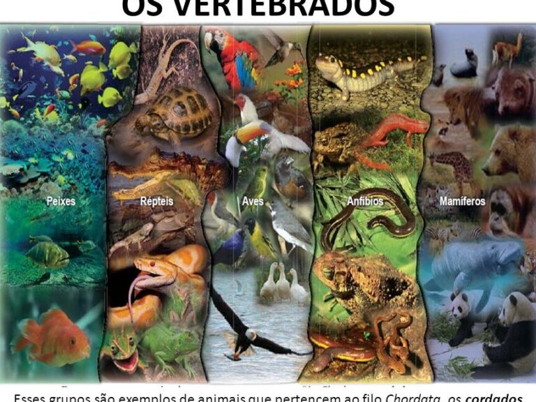 Exemplos de Animais Vertebrados em Diferentes Grupos