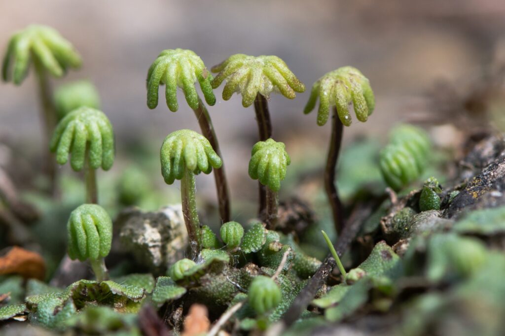 exemplos-de-briofitas-musgos-hepaticas-e-antoceros Exemplos de briofitas: musgos, hepáticas e antóceros