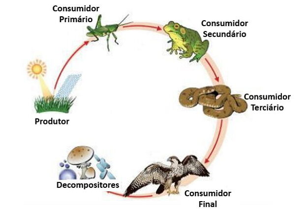 Exemplos de consumidores primários e suas características